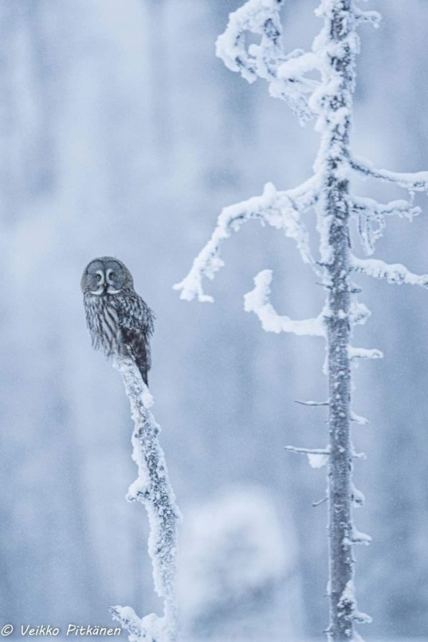 Зима и животные