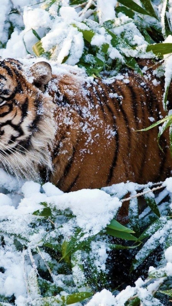 Зима и животные