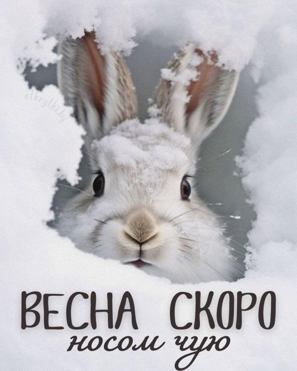 Зима и животные