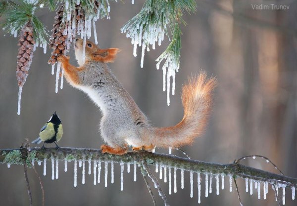 Зима и животные