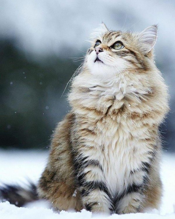 Зима и животные