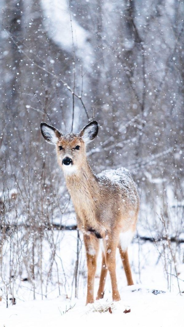 Зима и животные