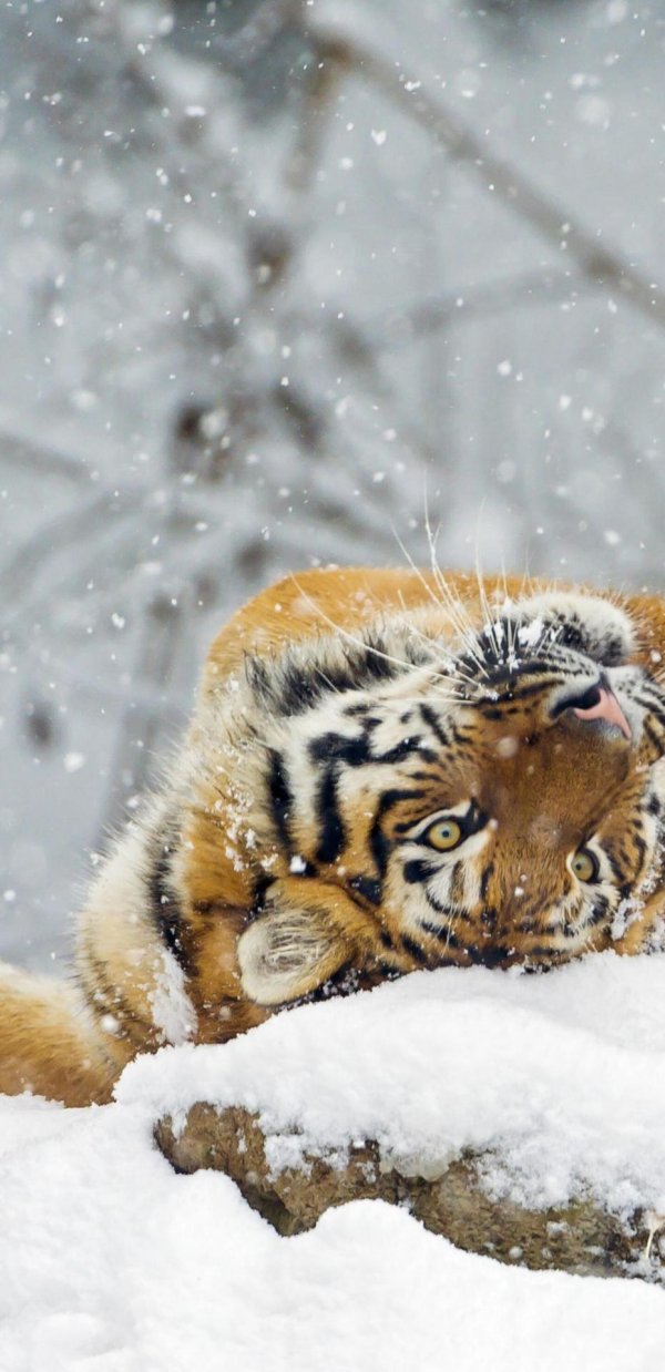 Зима и животные