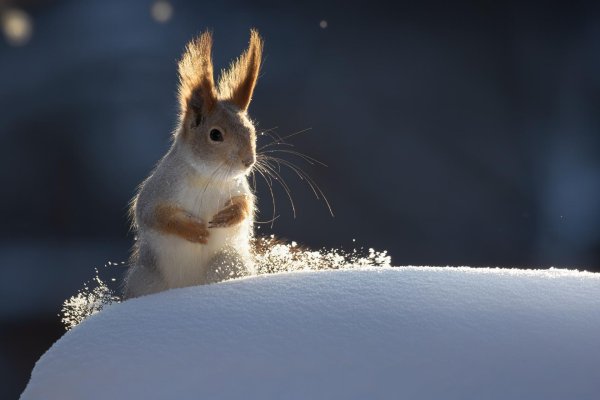 Зима и животные