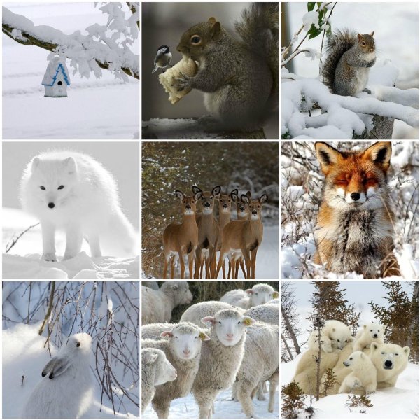 Зима и животные