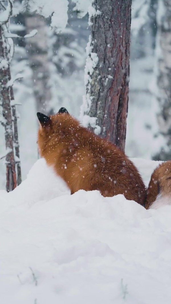 Зима и животные