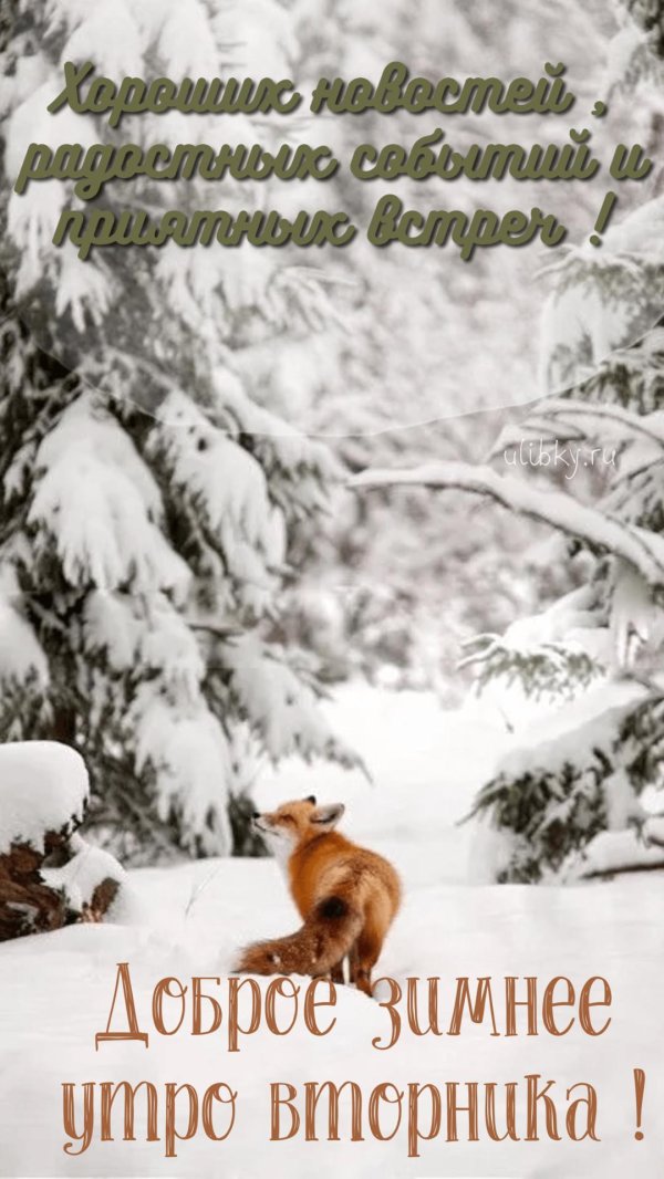Доброго вторника зима