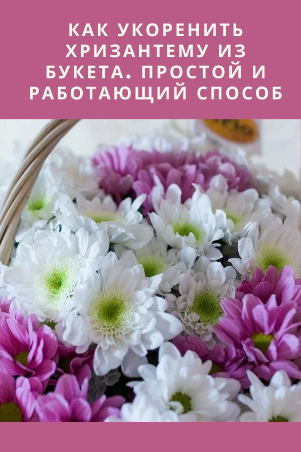 букеты и композиции с хризантемой