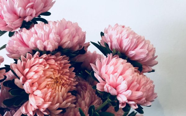 астра хризантелла