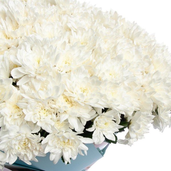 хризантема baltica white