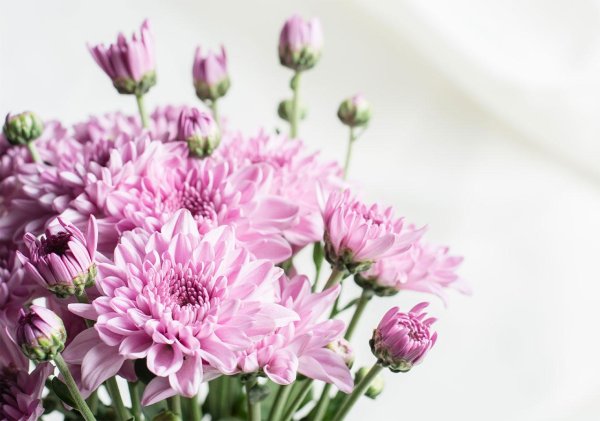 хризантемы на белом фоне