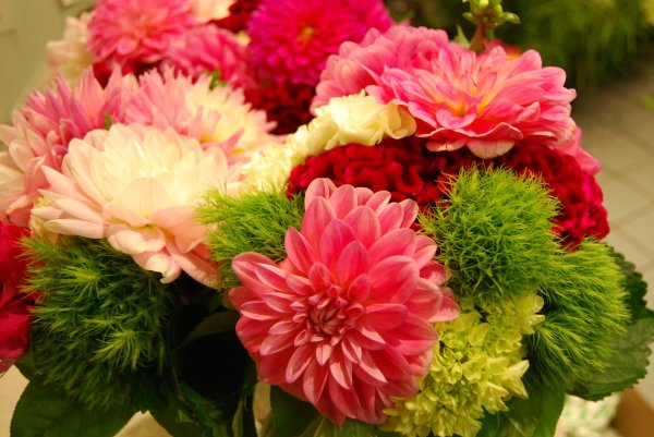 георгины букетные