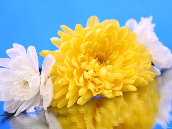 хризантема одноголовая зембла желтая