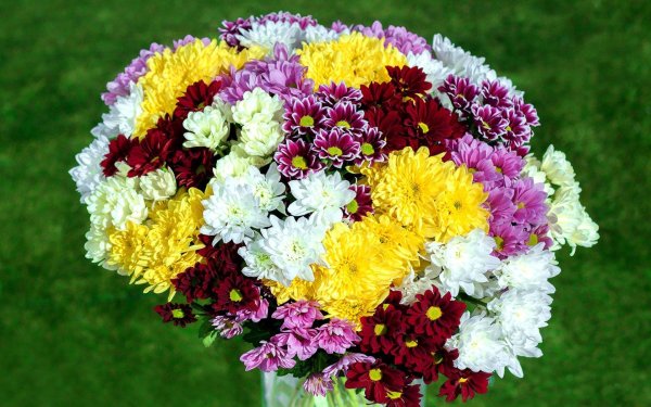 букет хризантем