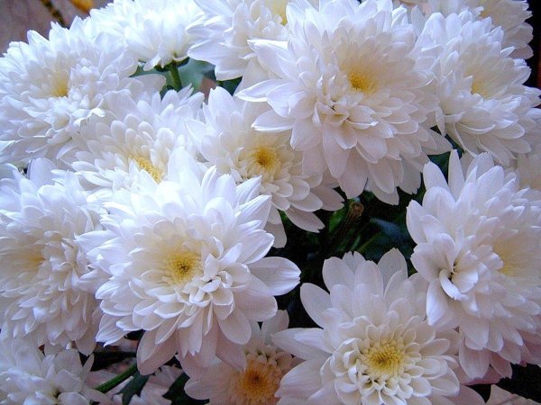 хризантема камелия