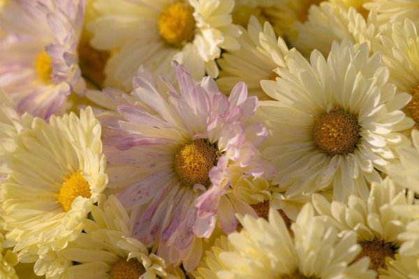 хризантема гелиос