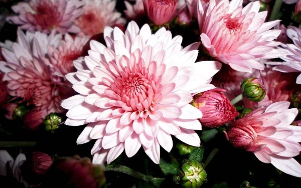 хризантема рубиновая мельница