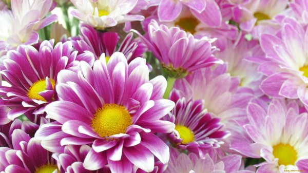 хризантема кустовая сиреневая