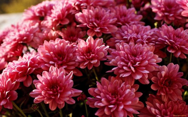 хризантема сильвер пурпл