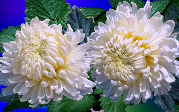 хризантема эвелин буш