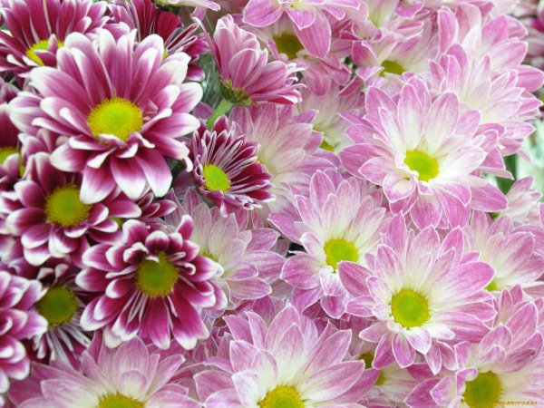 хризантема мальва