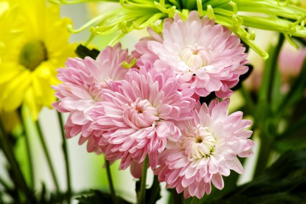 цветок астра