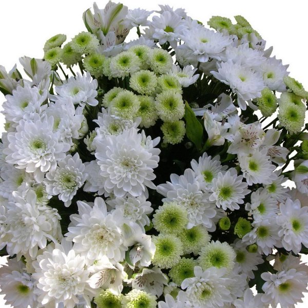 хризантема кустовая софтон