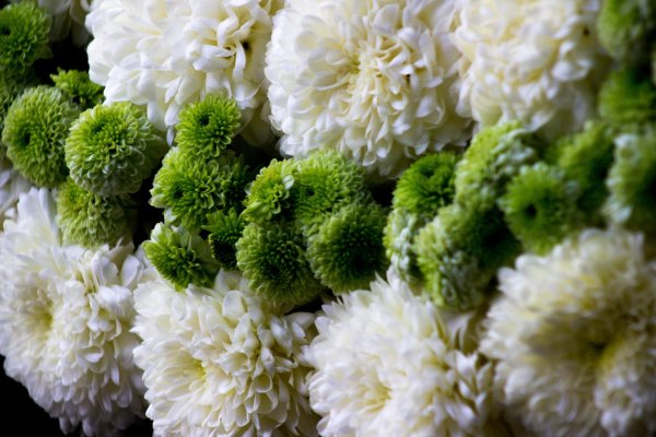 хризантема грин лизард