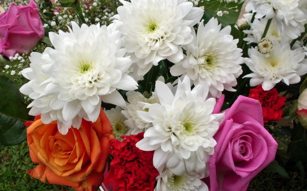 хризантема георгины пионы
