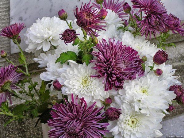 астра хризантема георгин