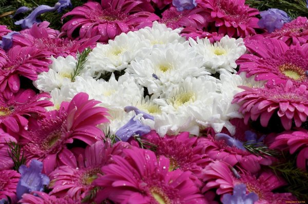 С цветами хризантемы