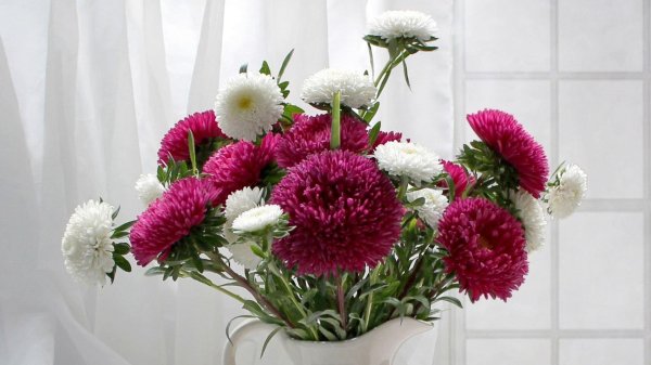 астры в вазе