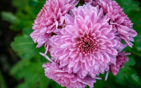 хризантема мариэлла пурпл