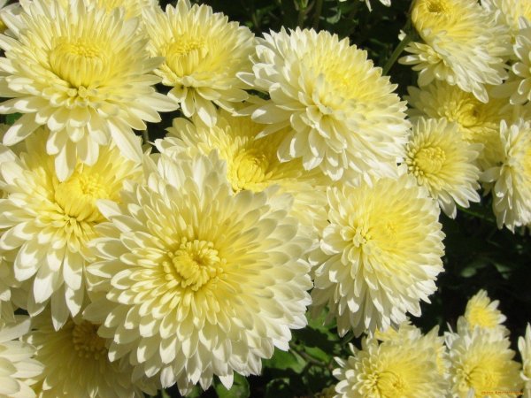 астра желтая