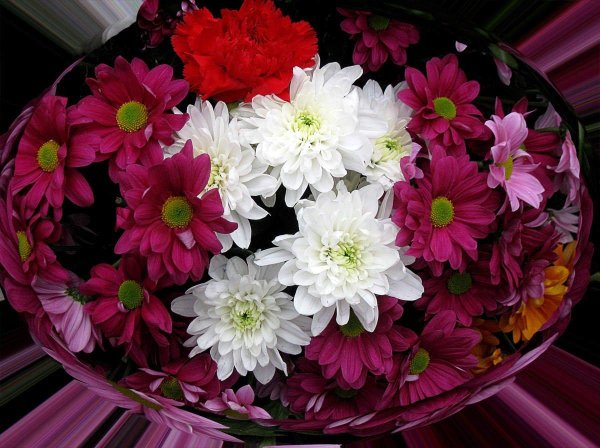 букет хризантем