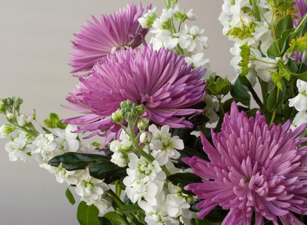 хризантема букетная торжество