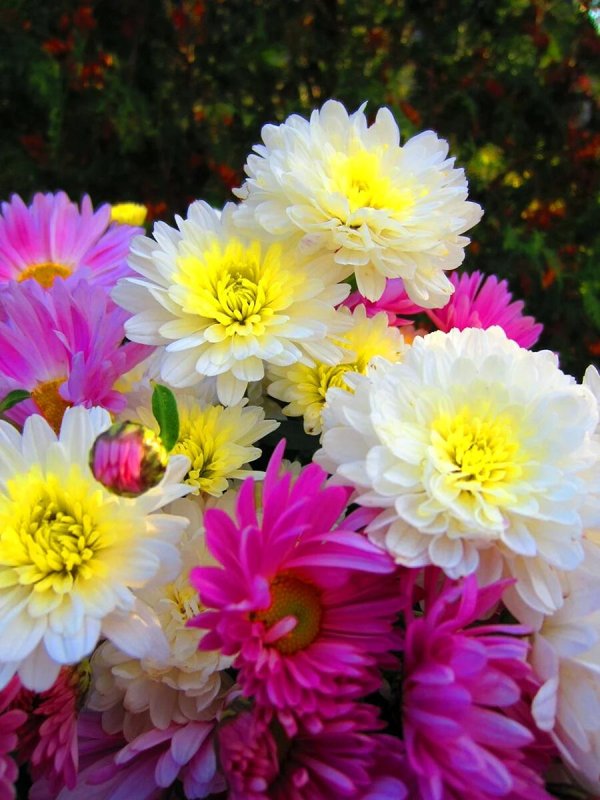 хризантема георгиновидная