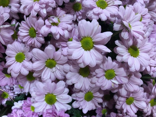 хризантема кустовая ромашковая