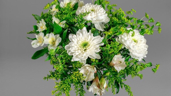 хризантема камелия