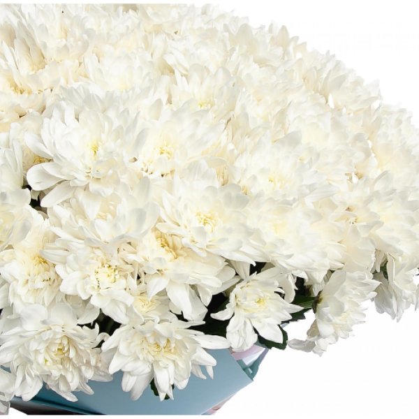 хризантема baltica white