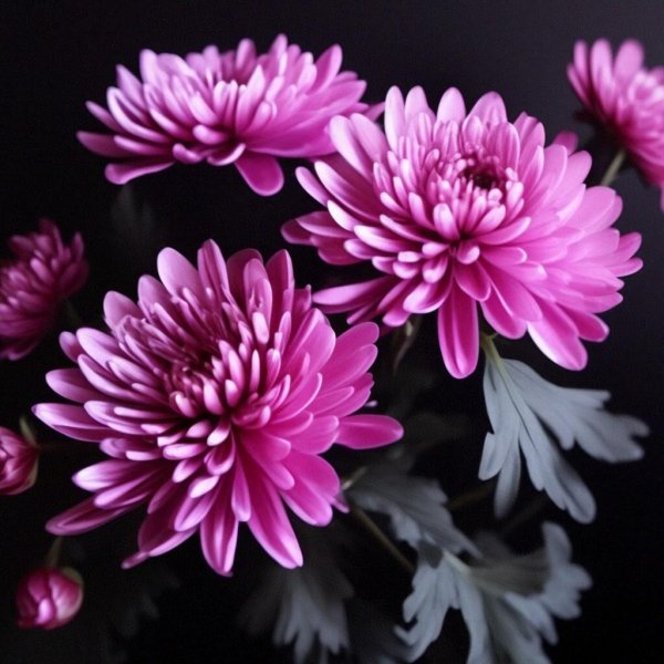 хризантема allouise pink