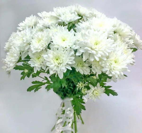 хризантема зембла