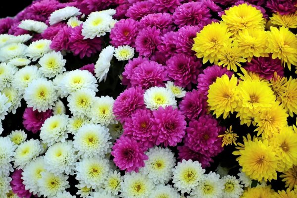 хризантем мультифлора