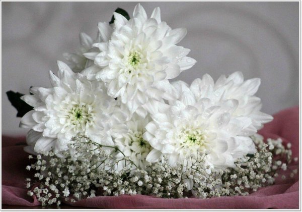 хризантема балтика уайт