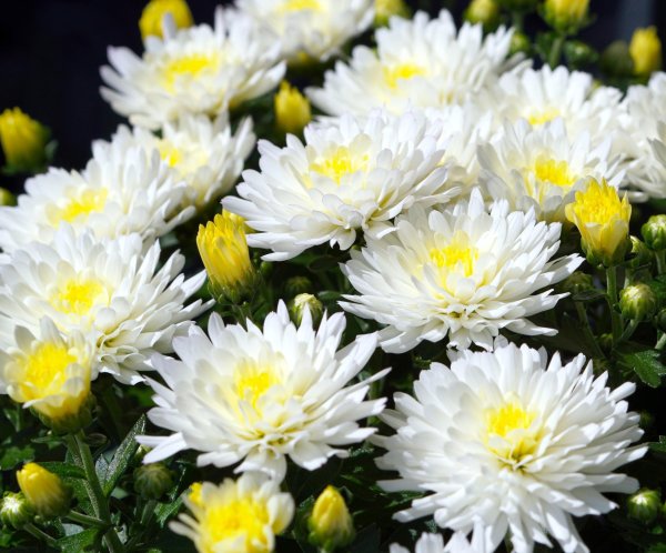 хризантема мультифлора шаровидная снежная королева