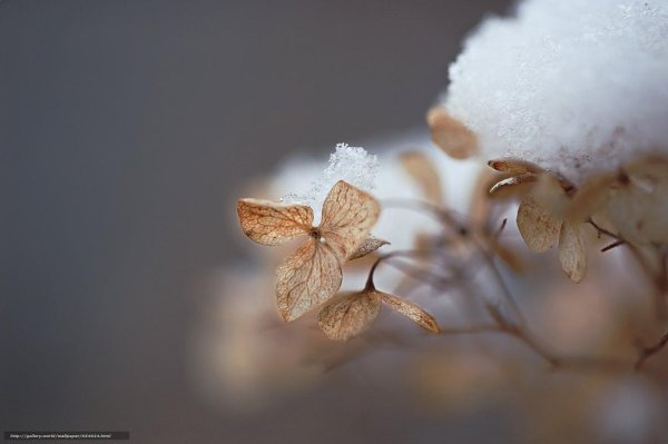 Макро зима