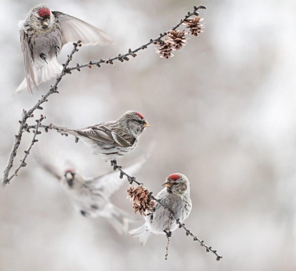 Благословенного дня зима
