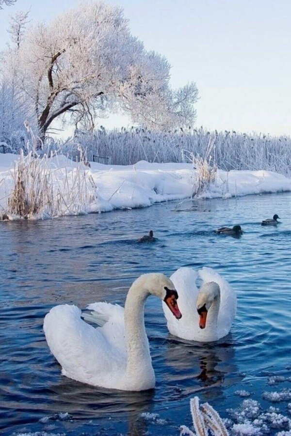 Благословенного дня зима