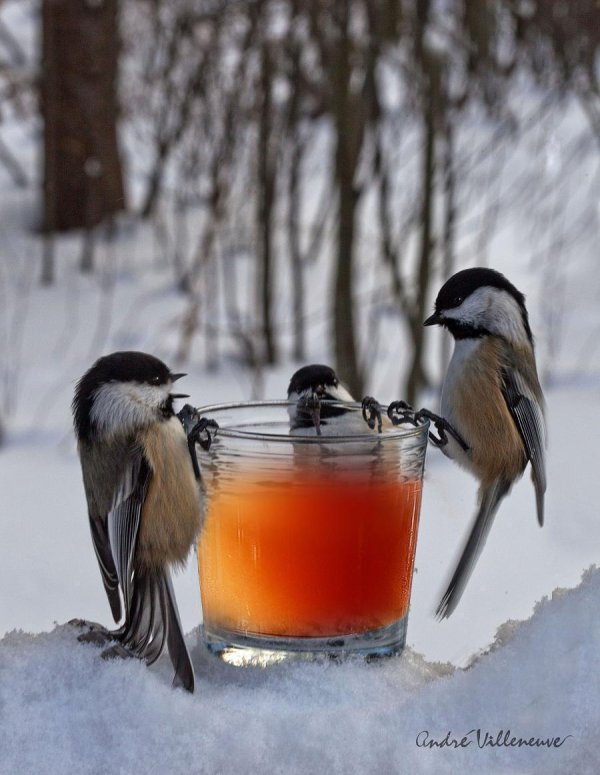 Благословенного дня зима