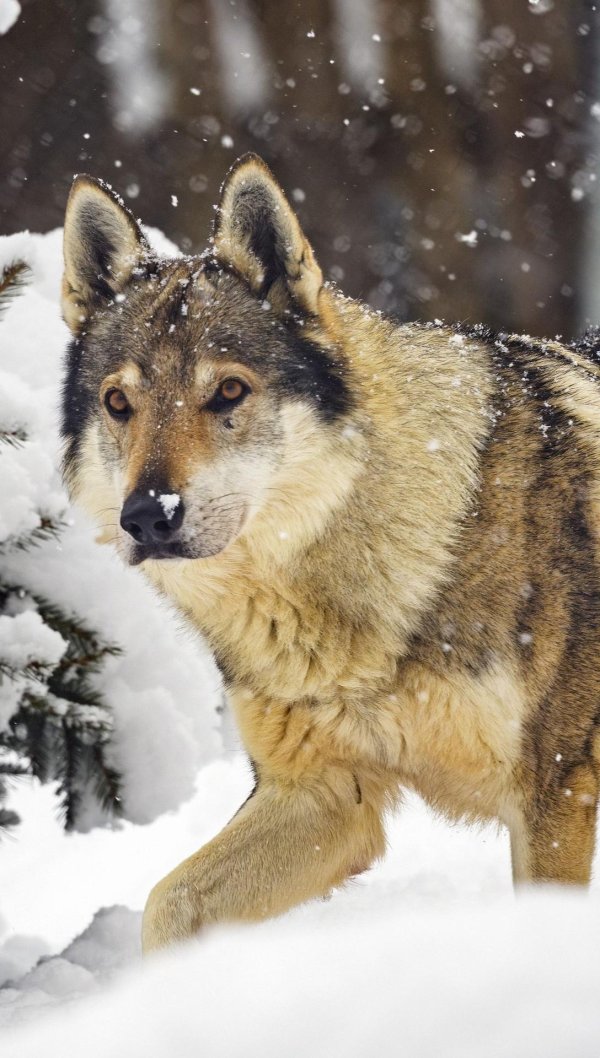 Природы зима с животными